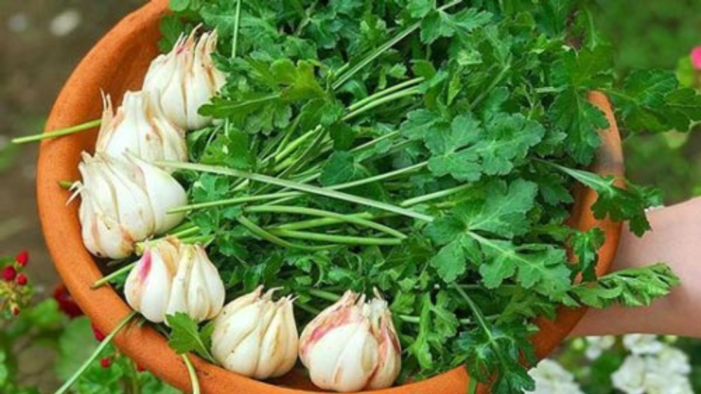 سبزی مخصوص خورشت ترش تره شمالی