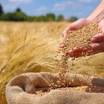 خرید 46 هزار تن گندم از کشاورزان همدان.