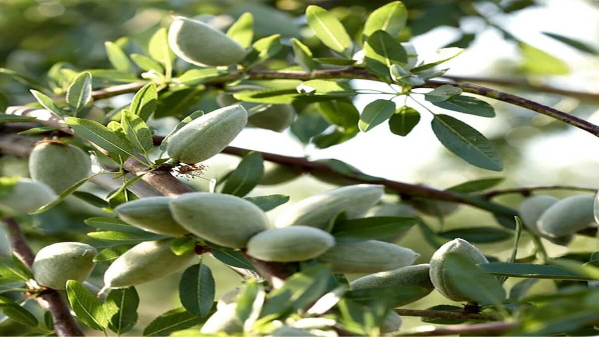 تصویری از یک باغ بادام با نهال های قوی و پربار از نهالستان شاهسون.